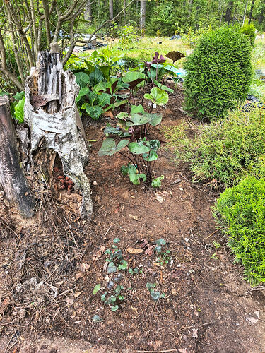 IMG_20260706_164520548_HDR