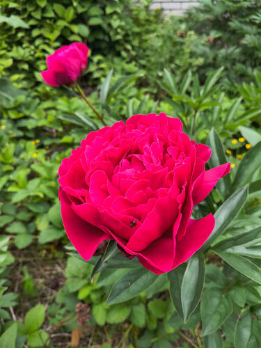 IMG_20260701_193929023_HDR
