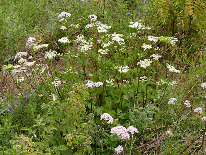 P1210137 – kopio