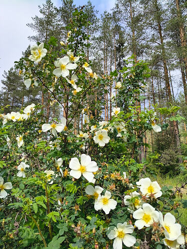 IMG_20260616_161122034_HDR