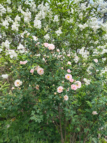 IMG_20260616_161153386_HDR