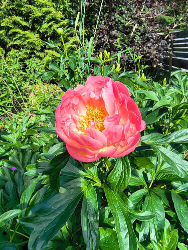 IMG_20260622_101150137_HDR