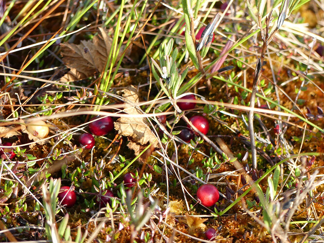 P1220746