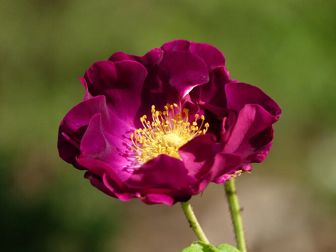 P1210559