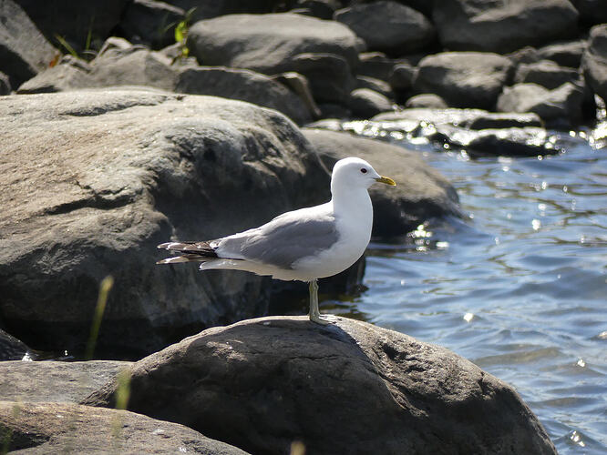 P1200930 – kopio
