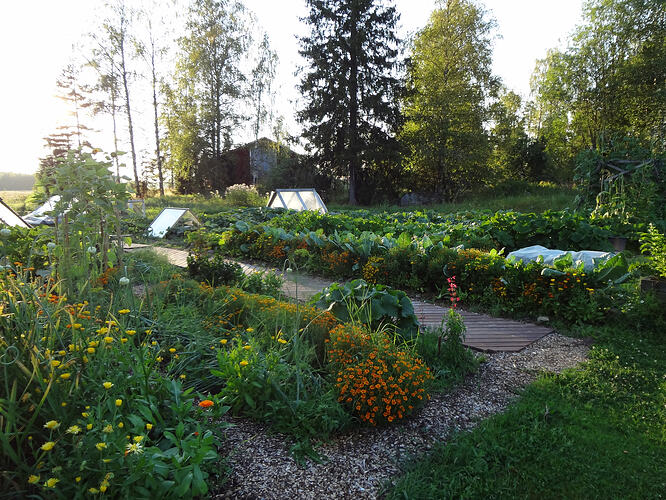 Elokuu 5 2014 Kasvimaa 023