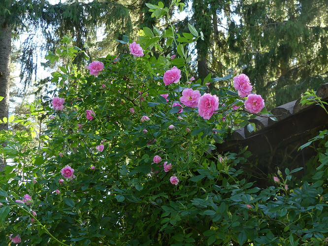 P1200513