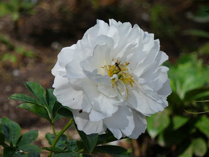 P1210443