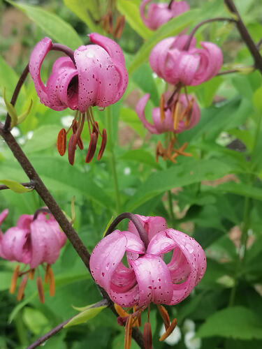 Varjolilja 6.7.2026 2