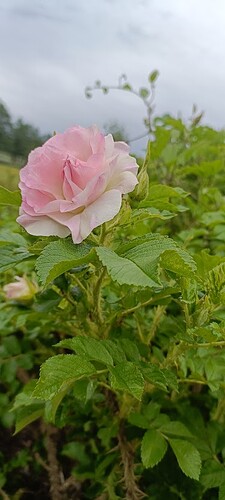 IMG20260609121348
