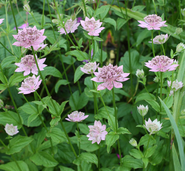 _kaukasiantahtiputki